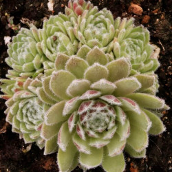 Sempervivum 'Red Chief' Sempervivum 'Red Chief'