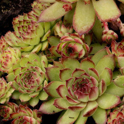Sempervivum 'Rosty' Sempervivum 'Rosty'