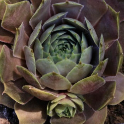 Sempervivum 'Sierra Cori' Sempervivum 'Sierra Cori'
