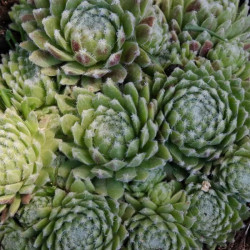 Sempervivum 'Sprite' Sempervivum 'Sprite'