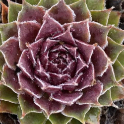 Sempervivum arachnoideum 'Silberring' Sempervivum arachnoideum 'Silberring'