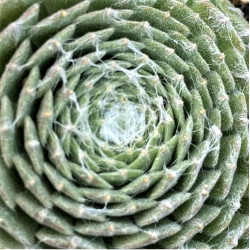 Sempervivum arachnoideum Sempervivum arachnoideum