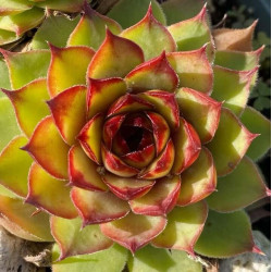 Sempervivum montanum Sempervivum montanum