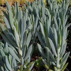Senecio ficoides 'Mount Everest' Senecio ficoides 'Mount Everest'