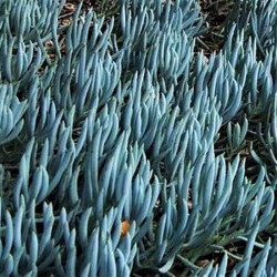 Senecio mandraliscae Senecio mandraliscae