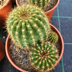 Echinopsis candicans Echinopsis candicans
