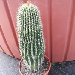 Neobuxbaumia polylopha Neobuxbaumia polylopha