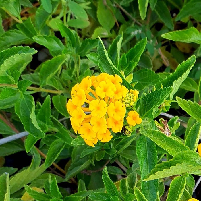 Lantana montevidensis 'Yellow'