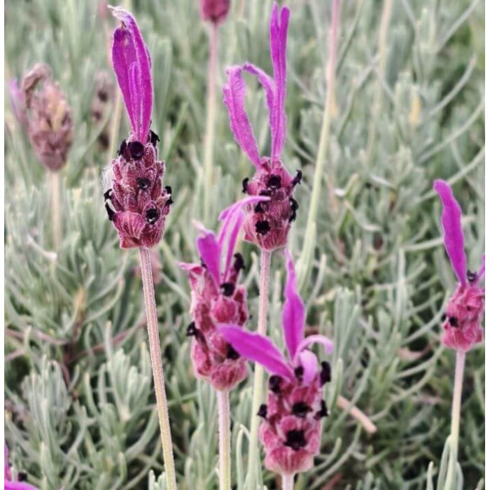 Lavandula stoechas subsp. Pedunculata