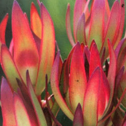 Leucandendron 'Amy' Leucandendron 'Amy'