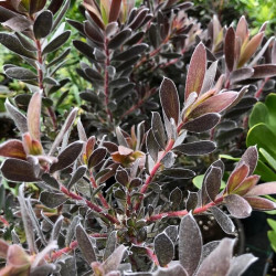 Leucandendron 'Burgundy Sunset' Leucandendron 'Burgundy Sunset'