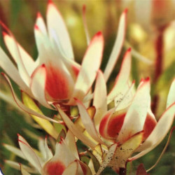 Leucandendron 'Cream Delight' Leucandendron 'Cream Delight'