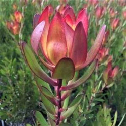 Leucandendron 'Red Gem' Leucandendron 'Red Gem'