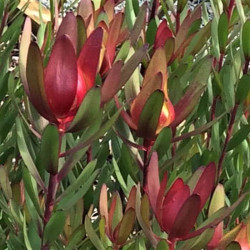 Leucandendron 'Safari Sunset' Leucandendron 'Safari Sunset'