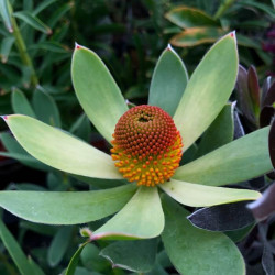 Leucandendron 'Summer Sun' Leucandendron 'Summer Sun'