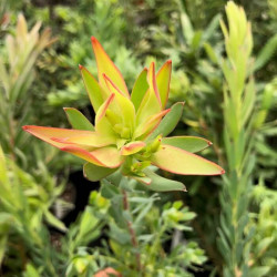 Leucandendron 'Lime Magic' Leucandendron 'Lime Magic'