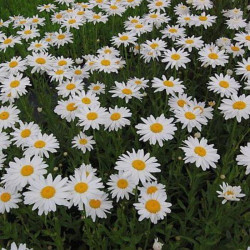 Leucanthemum maximum