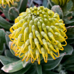 Leucospermum cordifolium 'Carnival Copper' Leucospermum cordifolium 'Carnival Copper'