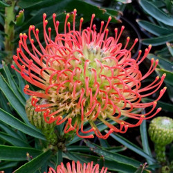 Leucospermum 'Succession' Leucospermum 'Succession'