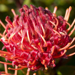Leucospermum 'Carnival Red' Leucospermum 'Carnival Red'
