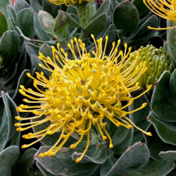 Leucospermum cordifolium 'Carnival Yellow' Leucospermum cordifolium 'Carnival Yellow'