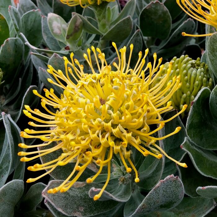 Leucospermum cordifolium 'Carnival Yellow'