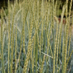 Leymus arenarius Leymus arenarius