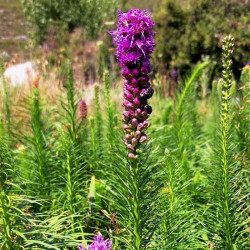 Liatris spicata 'Floristan Violett'