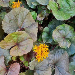 Ligularia dentata 'Britt Marie Crawford'