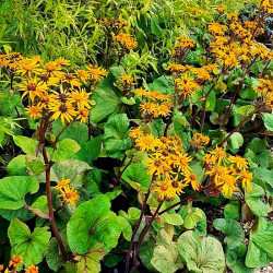Ligularia 'Garden Confetti'