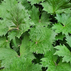 Ligularia 'Little Rocket'