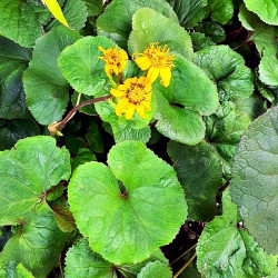 Ligularia dentata 'Midnight lady' Ligularia dentata 'Midnight lady'