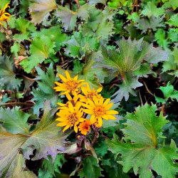 Ligularia 'Osiris Café Noir'