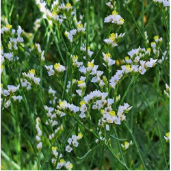 Limonium sinensis 'Cool Diamond' Limonium sinensis 'Cool Diamond'