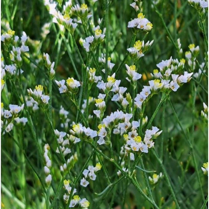 Limonium sinensis 'Cool Diamond'