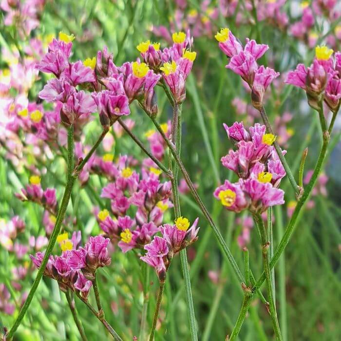 Limonium sinensis 'Princess Diamond'