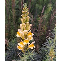 Linaria vulgaris Linaria vulgaris