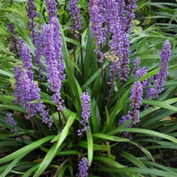 Liriope 'Big Blue'