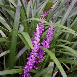 Liriope 'Evergreen Giant'