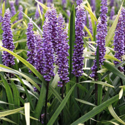 Liriope 'Super Blue'