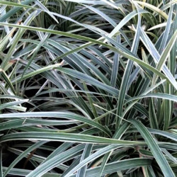 Liriope 'Aztec Grass'