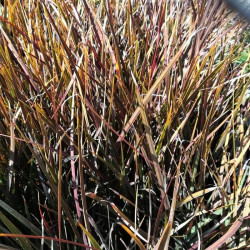 Libertia ixioides Libertia ixioides