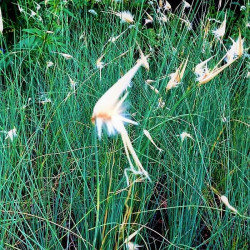 Lygeum spartum Lygeum spartum