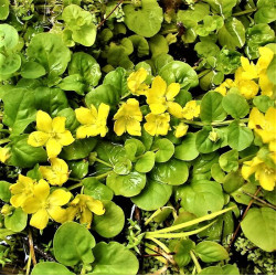 Lysimachia nummularia