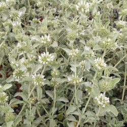 Marrubium incanum Marrubium incanum