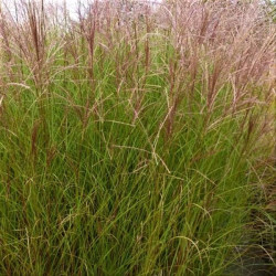 Miscanthus sinensis 'Autumn Light'