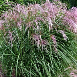 Miscanthus sinensis 'Flamingo'