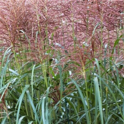 Miscanthus sinensis 'Goliath'