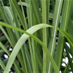 Miscanthus floridulus 'Jubilaris'