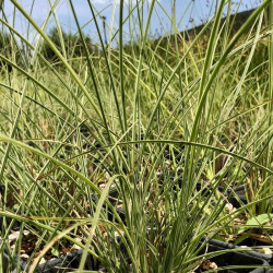 Miscanthus sinensis 'Morning light'